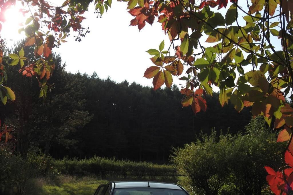Modrzewiowy Domek Letniskowy - Stare Czaple Brodnica  Bagian luar foto